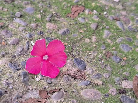 地面の花1 地面の花1の写真