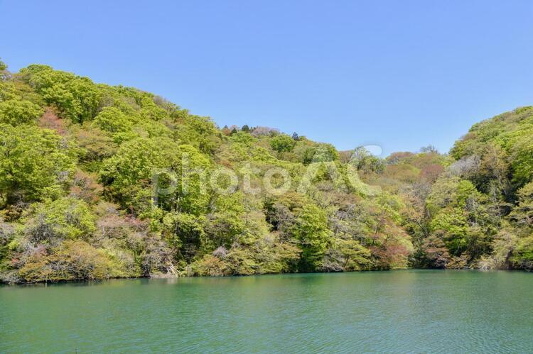 十二湖・鶏頭場の池 鶏頭場の池,十二湖,神秘な池の写真素材