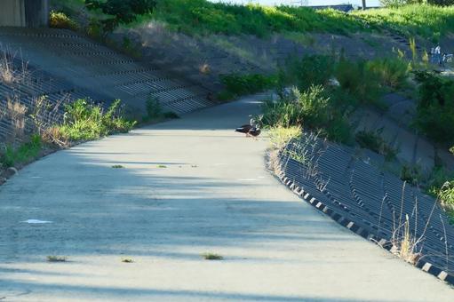 護岸にいる野鳥 護岸にいる野鳥 護岸,野鳥,コピースペースの写真素材
