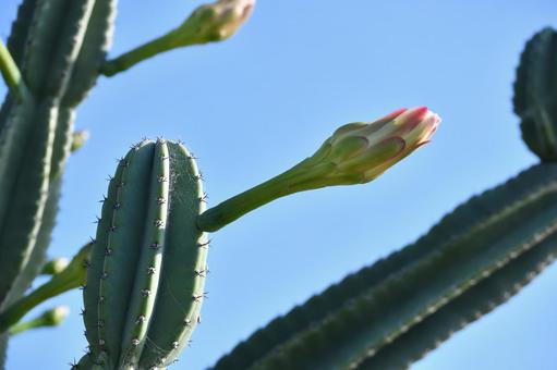 サボテン 01 サボテン 01の写真