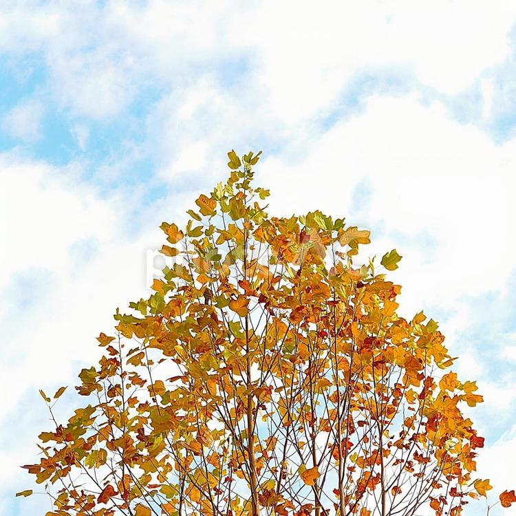 大きな楓の木と秋空 秋,楓,紅葉の写真素材