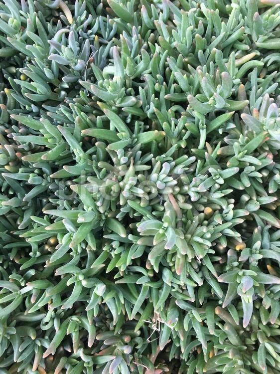 尖った歯の植物 植物,自然,バックグランドの写真素材