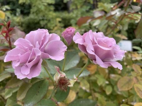 バラ　薔薇　花 バラ,薔薇,花の写真素材