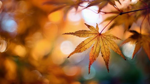 背景素材 紅葉と玉ボケ 背景素材 紅葉と玉ボケの写真