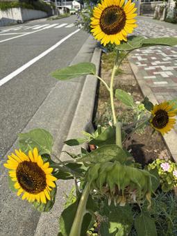 ヒマワリ、再び ヒマワリ、再びの写真