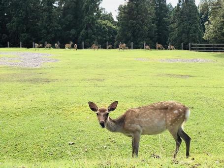 奈良のシカ 奈良のシカ シカ,バンビ,奈良県の写真素材