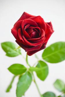 赤い薔薇 赤い薔薇 赤い薔薇,花,赤の写真素材