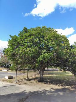 気になる木の写真