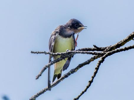 枝にとまるツバメ 枝にとまるツバメ ツバメ,燕,野鳥の写真素材