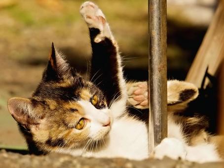 Kitten Pose①, JPG Kitten Pose①, JPG