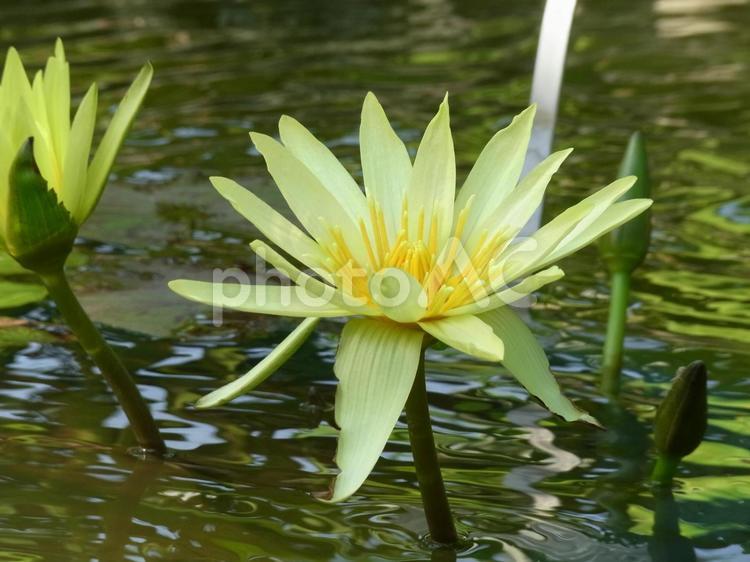 温室のスイレン池に咲く黄色い睡蓮 スイレン,花,植物の写真素材