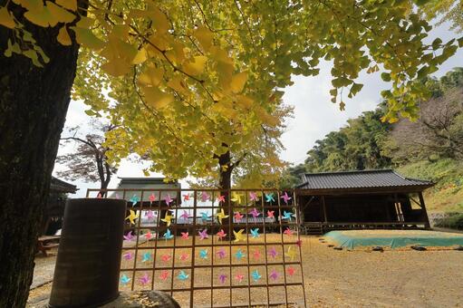 佐賀県みやき町「綾部八幡神社」の銀杏 綾部八幡神社,紅葉,銀杏の写真素材