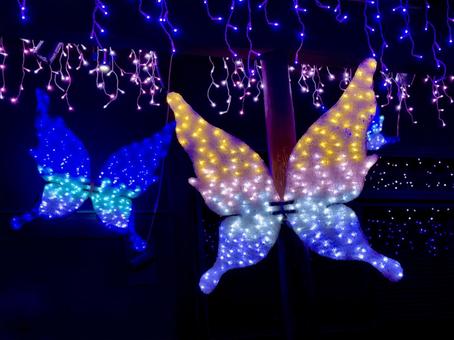 モルフォチョウのイルミネーション イルミネーション,ライトアップ,キラキラの写真素材