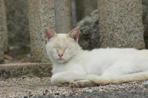 ねこ ねこの写真