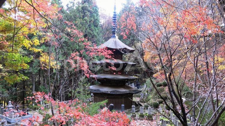 上田市別所温泉安楽寺八角三重塔の紅葉 信州,上田市,別所温泉の写真素材