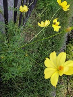 コスモス グリーン,手入れ,空の写真素材