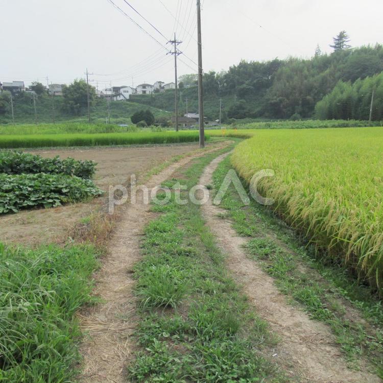 水田を抜け、カーブが続く農道 農地,田畑,田んぼの写真素材