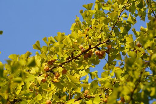 ギンナンの実 イチョウ,果実,葉の写真素材