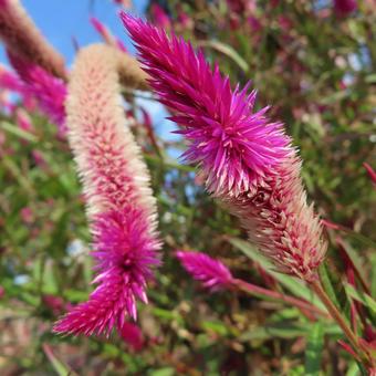 ケイトウ（鶏頭） ケイトウ,鶏頭,花の写真素材