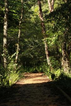 森の小道 森の小道の写真