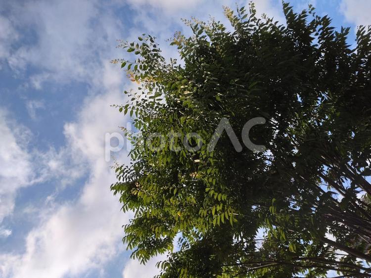 この雲と木の感じが好き。 自然,植物,空の写真素材