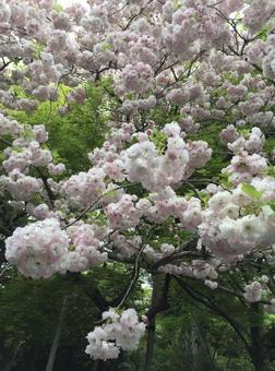 Peony Cherry Blossom, JPG Peony Cherry Blossom, JPG