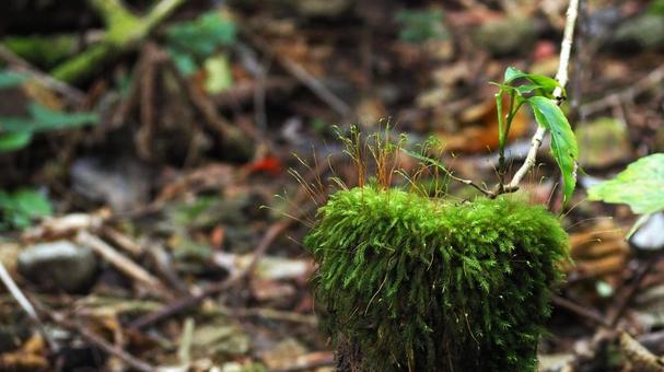 苔と朽木 苔と朽木の写真