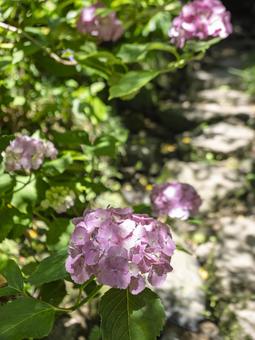 ピンク紫陽花が咲く小径 ピンク紫陽花が咲く小径の写真