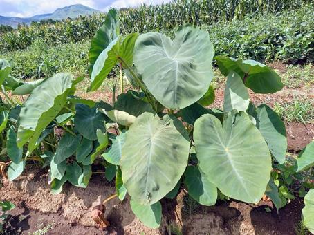 収穫間近の里芋畑 収穫間近の里芋畑 さといも,ファーム,野菜の写真素材