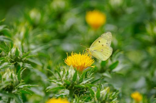 Monad butterfly ⑼, JPG