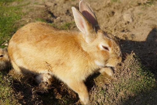 広島県大久野島の穴を掘るウサギ7 うさぎ,穴,掘るの写真素材