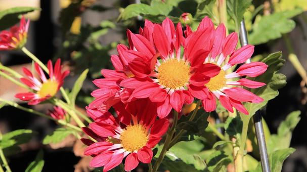 楽寿園の菊まつりにて 菊,秋,花の写真素材