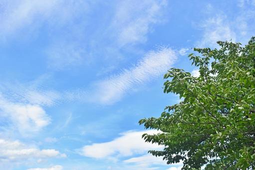 夏空と木 夏空と木 夏の空,青空,空の写真素材