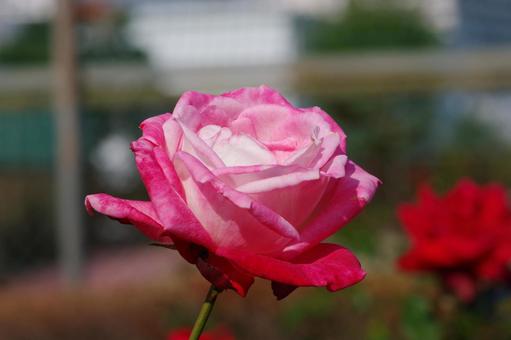 薔薇の花 薔薇の花の写真