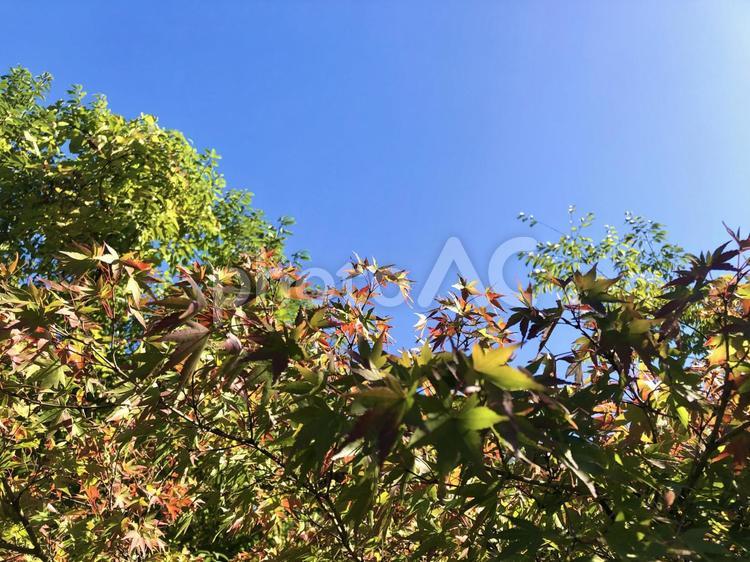 秋晴れともみじ 紅葉,もみじ,秋晴れの写真素材