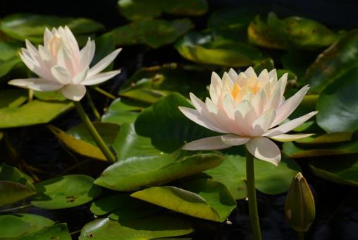 蓮の花♪ 蓮の花♪の写真