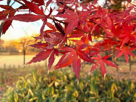 紅葉　4 紅葉,もみじ,紅葉狩りの写真素材