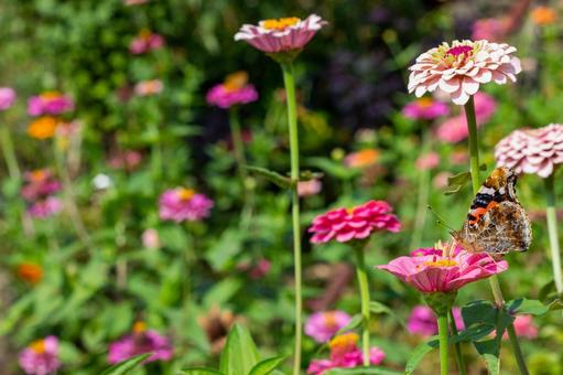 花の蜜を吸うちょうちょ 花の蜜を吸うちょうちょの写真