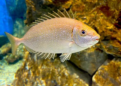 魚 魚 魚,生き物,自然の写真素材