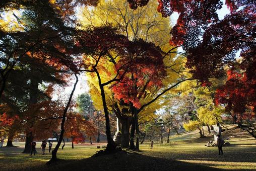 信州上田市上田城跡公園の紅葉の写真