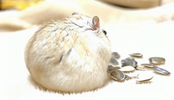 Yellow Djungarian Ham Butt 5, JPG