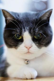 見つめる猫 見つめる猫の写真