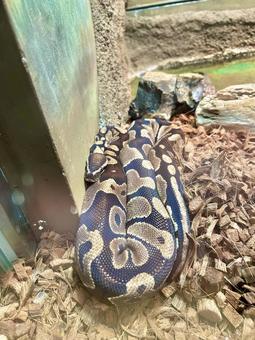 Photo, ball python, ball pier, snake, 