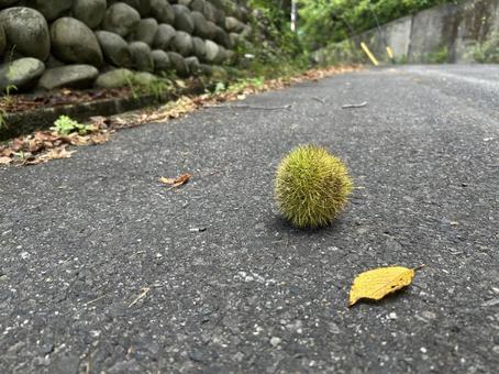 秋の気配 秋の気配 栗,秋,秋の気配の写真素材
