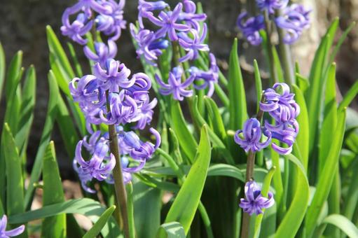 Hyacinth hyacinth, JPG