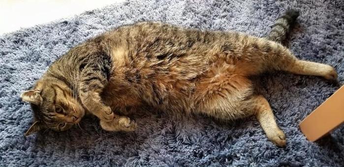 キジトラ_猫_うらめしや キジトラ_猫_うらめしやの写真