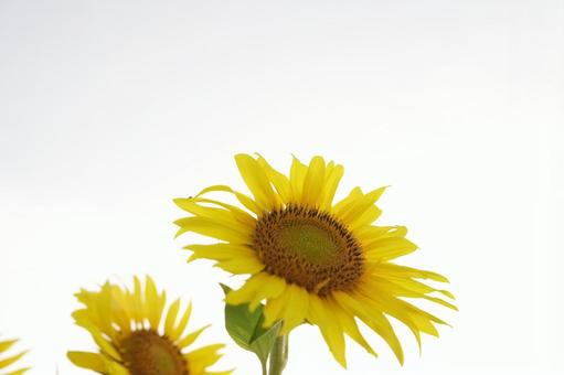 Sunflower, JPG Sunflower, JPG