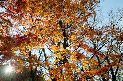 晩秋の皇居・北の丸公園の紅(黄)葉 8 晩秋,秋,錦秋の写真素材