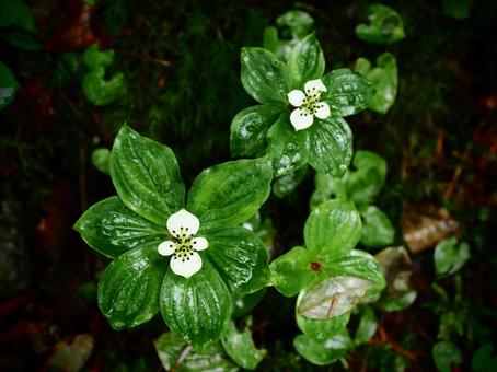 Wildflower: Gozentachibana, JPG