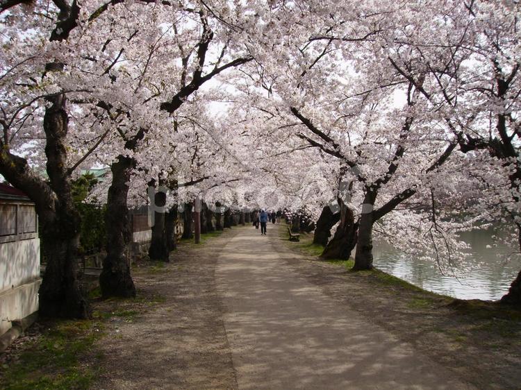 弘前城の桜のトンネル 弘前城,青森県,春の写真素材